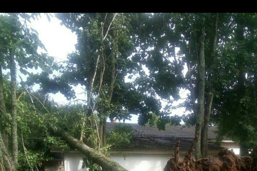 Ураган в Псковской области валил деревья и срывал крыши (ФОТО)