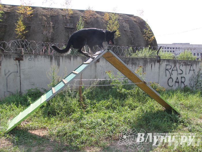 День открытых дверей на спортивно-дрессировочной площадке