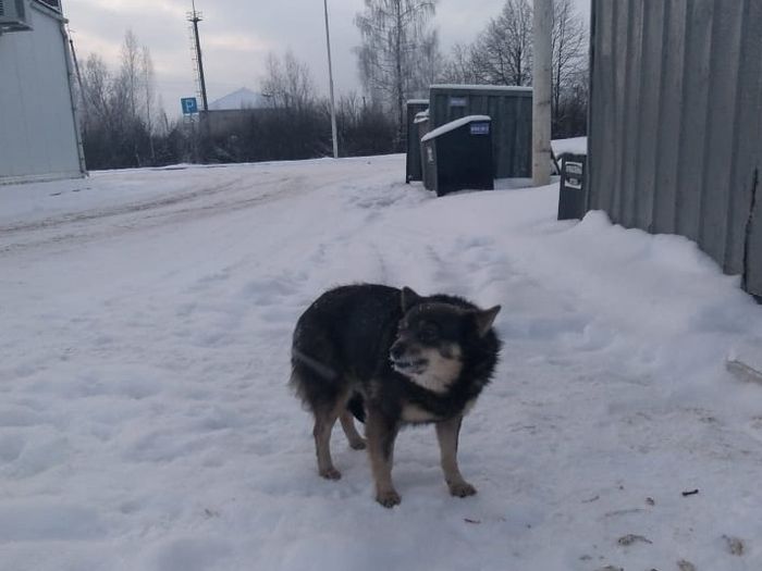 Усвятский Хатико ждёт своих хозяев на «Ниве» (ФОТО)