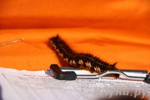 Воздухоплавание: 12 июня, утро — брифинг, задание: цель, объявленная судей