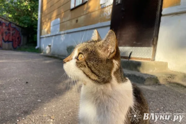 Сегодня в Великих Луках ожидается переменная облачность