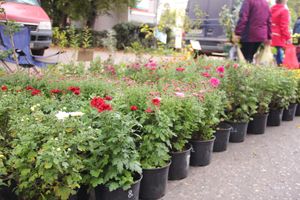 Ярмарка «Осень-2017» (ФОТО)