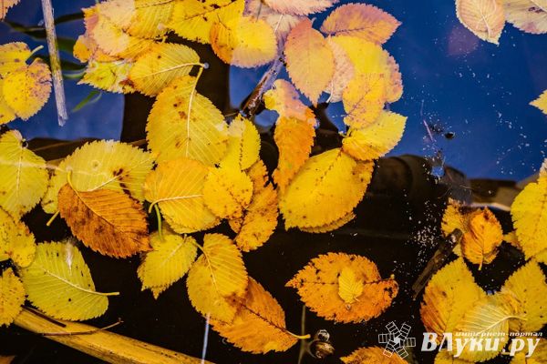 Прогноз погоды на 8 октября в Великих Луках