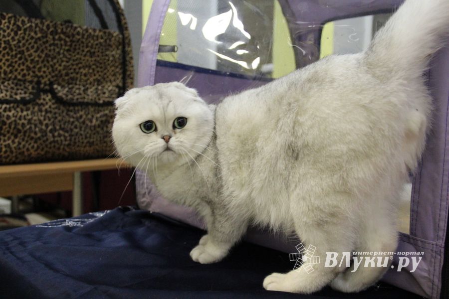 В Великих Луках прошла выставка кошек (фото)