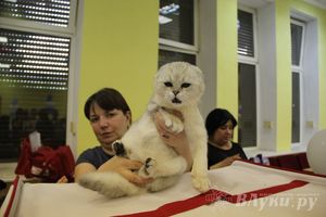 В Великих Луках прошла выставка кошек (фото)