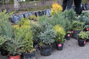 В Великих Луках прошла универсальная осенняя ярмарка (ФОТО)