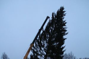 В Великих Луках установили новогоднюю елку (фото)