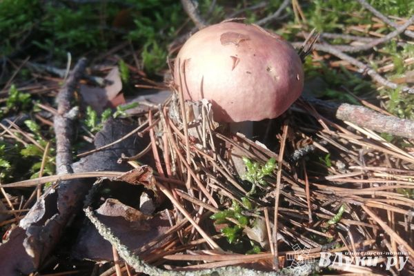 За сбор краснокнижных грибов и растений можно получить 9 лет тюрьмы