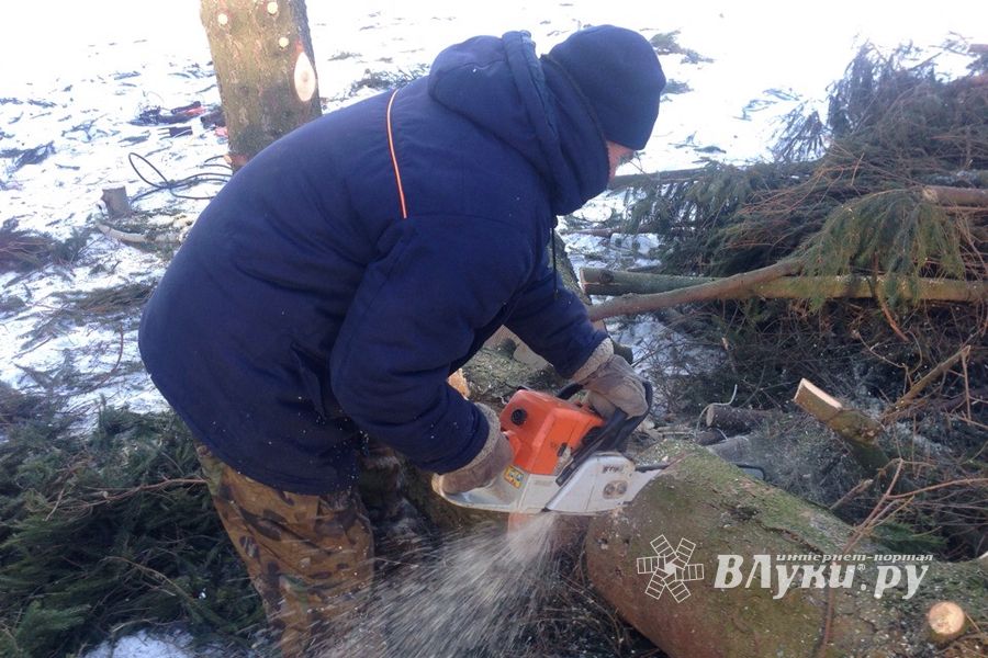 Главная ёлка города попрощалась с великолучанами (ФОТО)