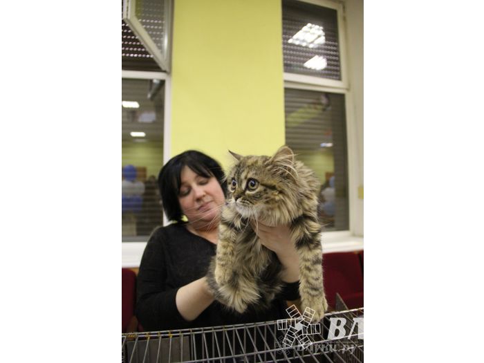 В Великих Луках прошла выставка кошек (фото)