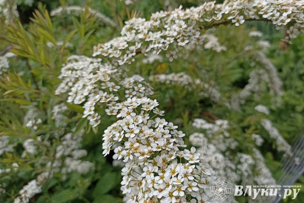 Сегодня великолучанам обещают солнечный день