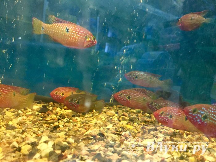 «Zooбастики»: подарите праздник своим любимцам! (ФОТО+ВИДЕО)