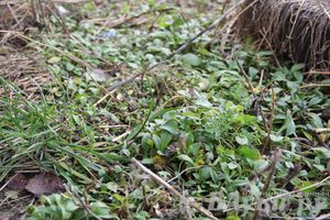 Этот странный январь