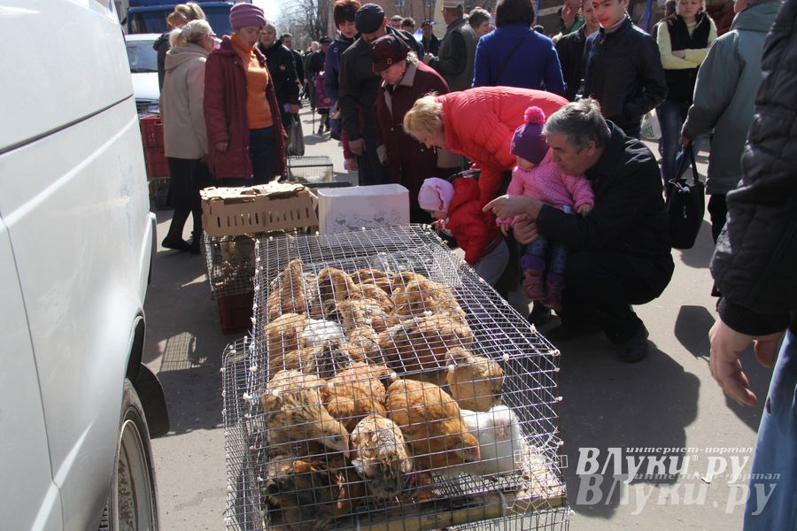 Универсальная торговая ярмарка «Весна-2015» прошла в Великих Луках (фото)