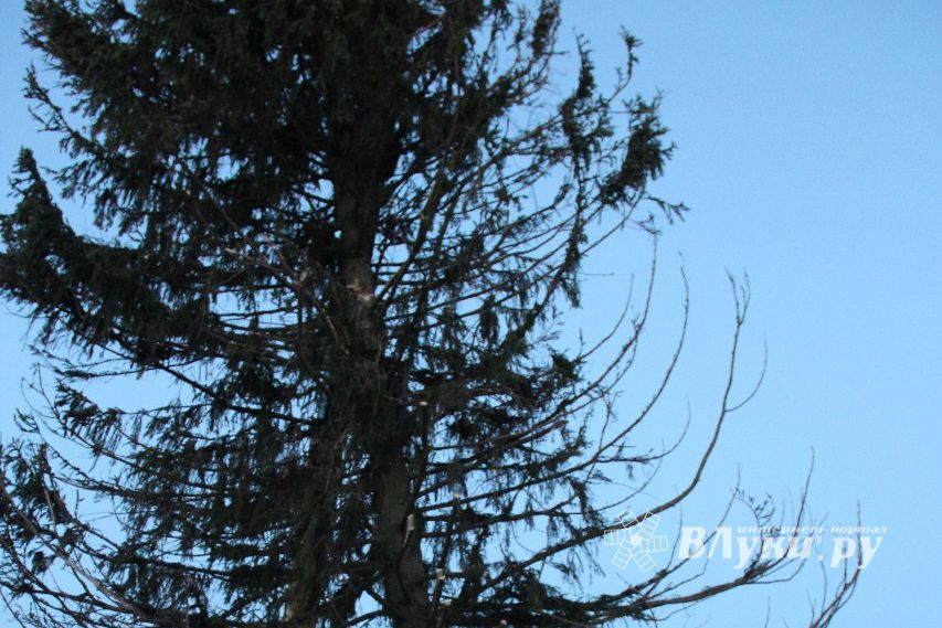 Новогодняя ель приехала в Великие Луки