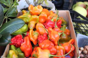 Торговая ярмарка «Осень-2016» прошла в Великих Луках (ФОТО)