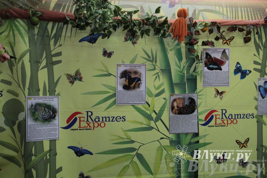 Обзор выставок Краеведческого музея