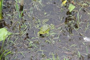 Чемпионат Великих Лук по ловле спиннингом: клевала, но мало (ФОТО)
