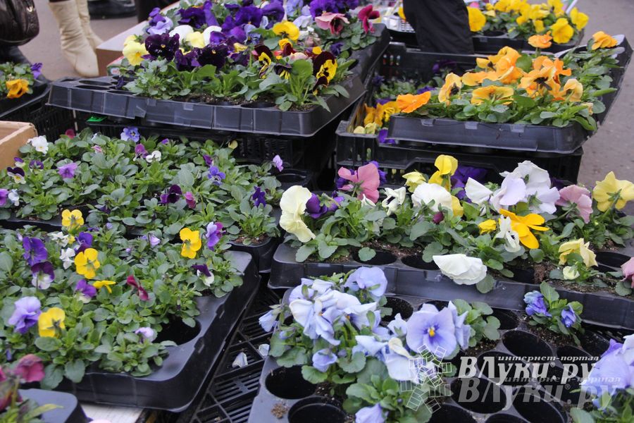 Универсальная торговая ярмарка «Весна-2015» прошла в Великих Луках (фото)