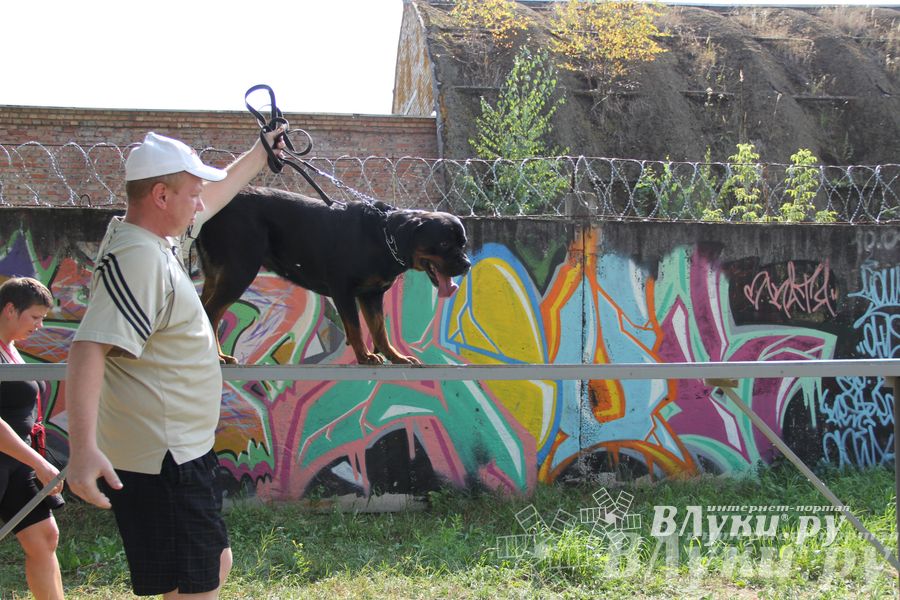 День открытых дверей на спортивно-дрессировочной площадке