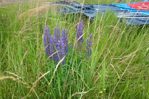 Общий старт аэростатов из крепости 9 июня