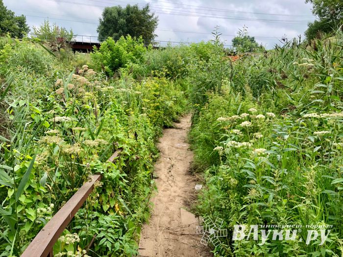 Великолучанка собралась жаловаться Путину на опасный Лазавицкий переезд (ФОТО)