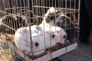 Торговая ярмарка «Осень-2016» прошла в Великих Луках (ФОТО)