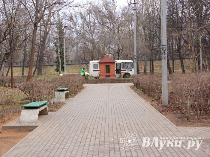 Виолы первыми появились на клумбах Великих Лук (ФОТО)