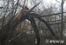 Жутковатое дерево близ острова Дятлинка