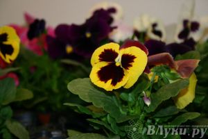 Состоялось открытие выставки «ПсковЭКСПО — 2014» (ФОТО)