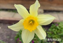 Прогноз погоды на 25 апреля в Великих Луках