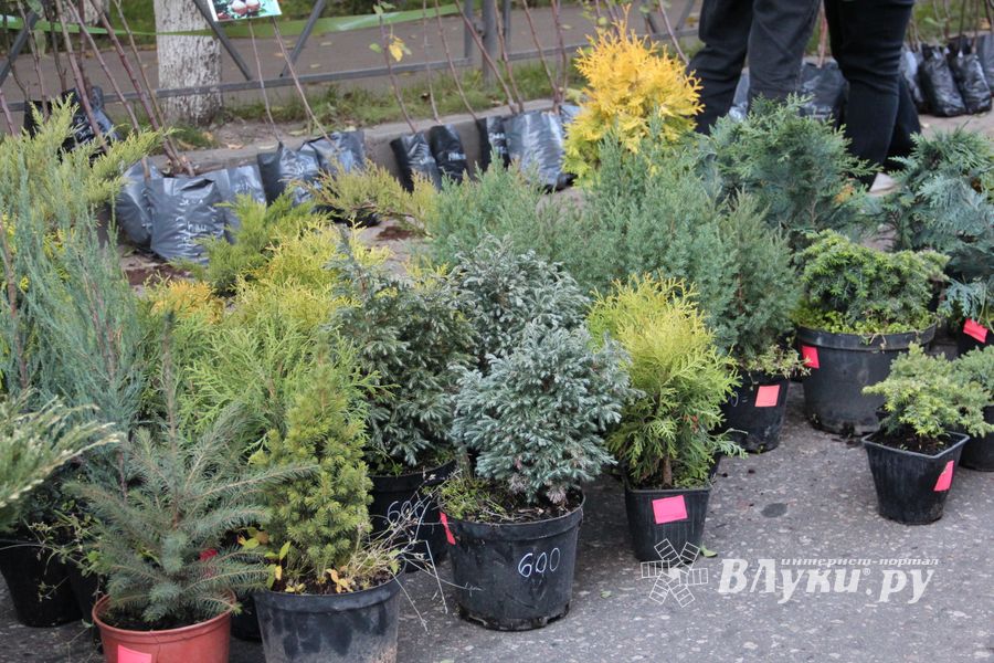 В Великих Луках прошла универсальная осенняя ярмарка (ФОТО)