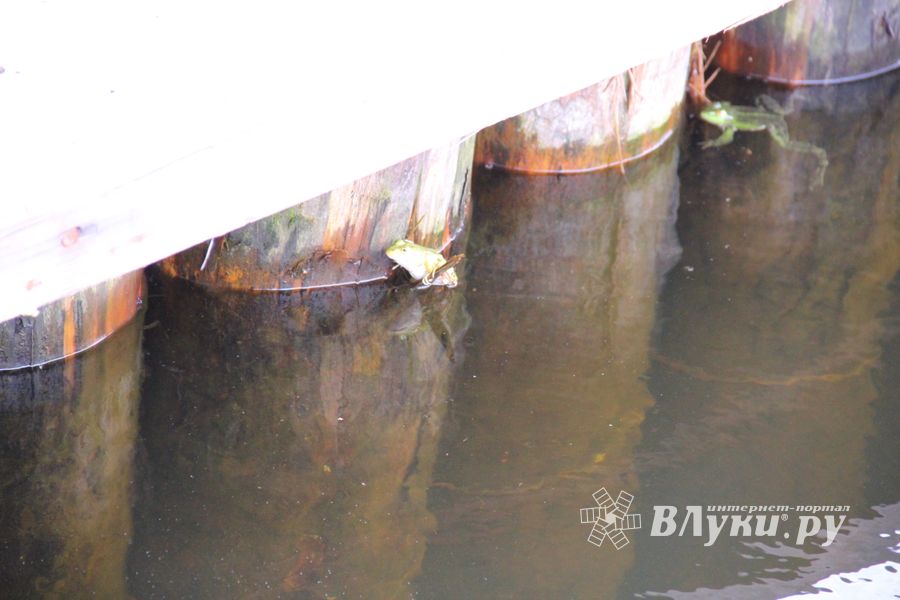 В Комендантском пруду установили сходни для лягушек (ФОТО)