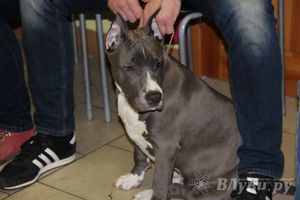 Всероссийская выставка собак в Великих Луках (фото)