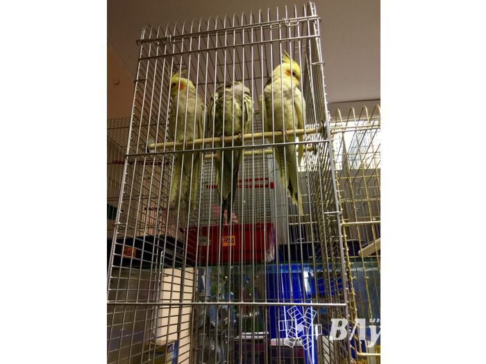 «Zooбастики»: подарите праздник своим любимцам! (ФОТО+ВИДЕО)