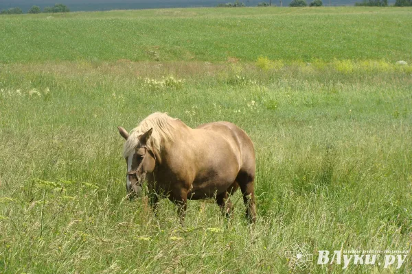 Сегодня великолучанам обещают солнечную погоду