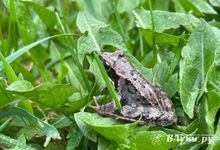 Прогноз погоды на 15 мая в Великих Луках