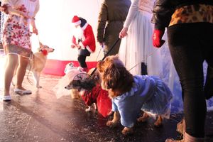 В Великих Луках зажгли Ёлку (ФОТО)