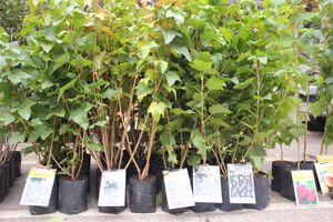 Ярмарка «Осень-2017» (ФОТО)