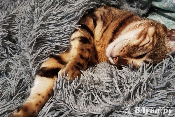 Прогноз погоды в Великих Луках на 6 декабря