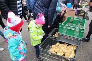 В Великих Луках прошла универсальная ярмарка «Весна-2019» (ФОТО)