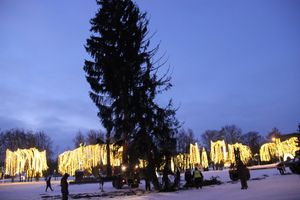 Новогодняя ёлочка приехала наконец в Великие Луки (ФОТО)