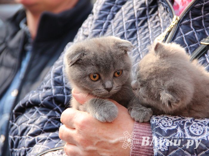 СТЦ «СтройСам» порадовал великолучан на универсальной ярмарке «Весна-2018» (ФОТО)