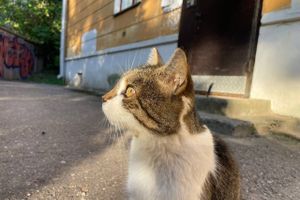 © ВЛуки.ру