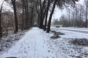 На проспекте Гагарина идет формовка деревьев (ФОТО)