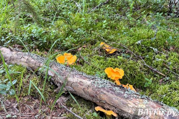 Сегодня великолучанам обещают дождь с грозой