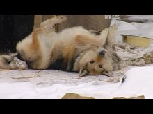 Импульс-ТВ: Приют для животных