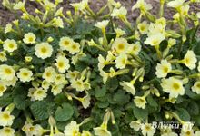 Прогноз погоды на 23 апреля в Великих Луках