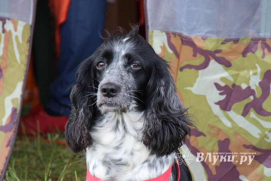 В Великих Луках проходит 7-й Фестиваль авиамодельного спорта (ФОТО)