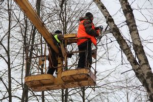 На проспекте Гагарина идет формовка деревьев (ФОТО)
